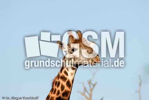 Giraffe (58 von 94).jpg